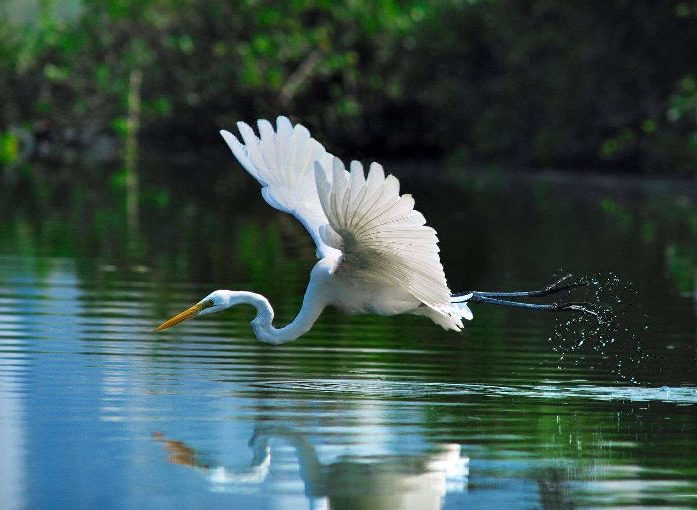 Egret Scaled